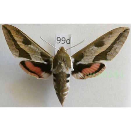 Hyles euphorbiae (Linnaeus, 1758) Czech 71mm99d